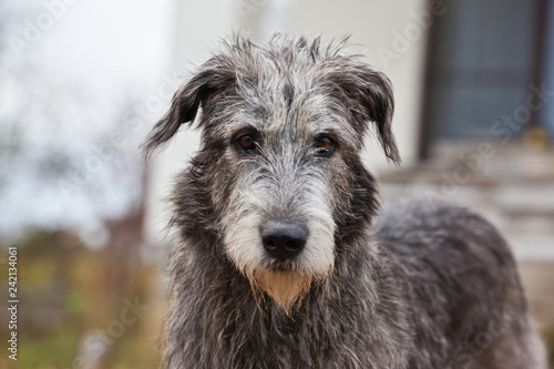Dog breed  irish wolfhound portrait on nature photo