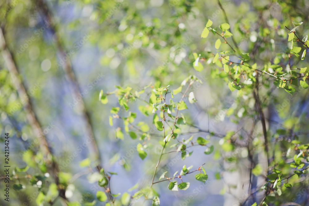 Birch trees with blossoming spring tender leaves. Selective focus.