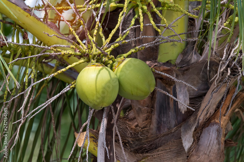 Coconut tree with many fruits