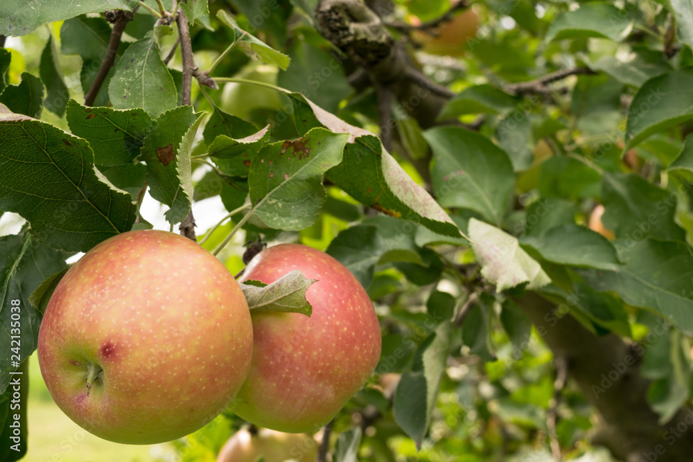 2 beautiful ripen red apples in organic orchard 2 beautiful ripen red apples in organic orchard