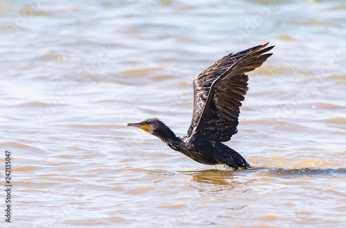 Cormorant Black cormorant playing in water © xiaoliangge