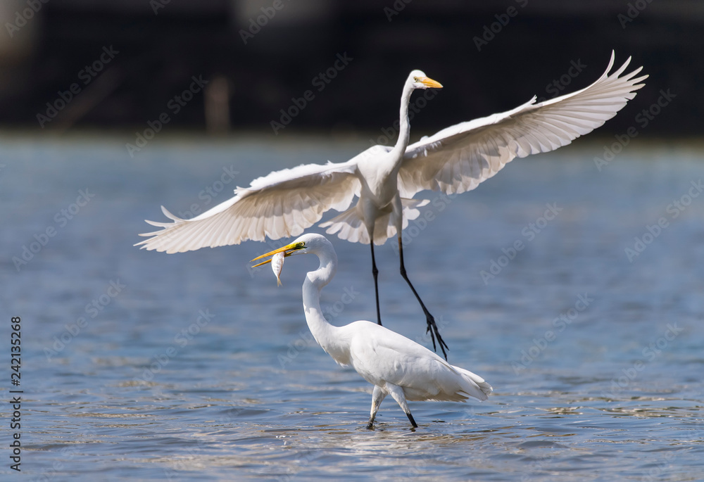 Fototapeta premium Great white egrets fighting