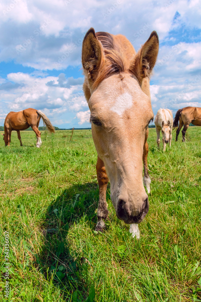 Fototapeta premium Horse grazing in pasture on a summer day.