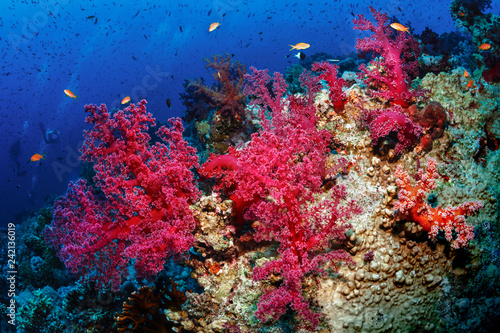 Beautiful soft corals on reefs the Red Sea.