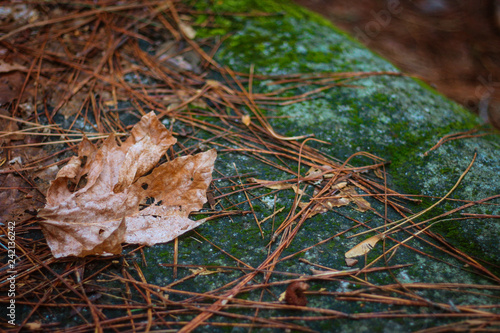 Fallen Leaf on Stone