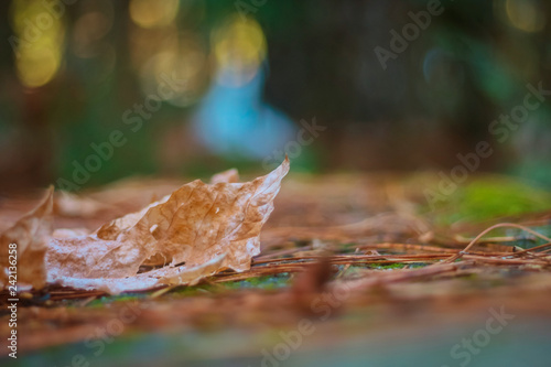 Leaf on Stone