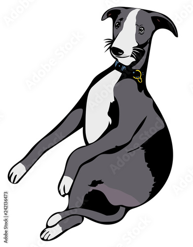 Human whippet