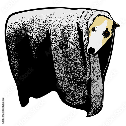 Hiding whippet