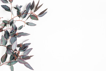 Eucalyptus leaves on white background. Flat lay, top view, copy space