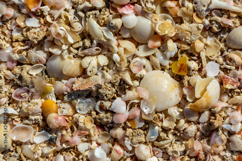 surface of the sea coast of a variety of shells, texture background