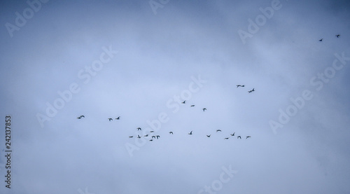 Flying group of birds