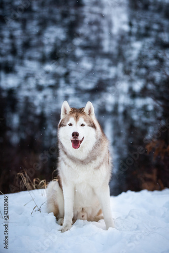Portrait of gorgeous Siberian Husky dog sitting is on the snow in winter forest at sunset on blue mountain background.