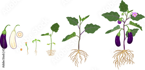 Life cycle of eggplant with root system. Growth stages from seeding to flowering and fruit-bearing aubergine plant