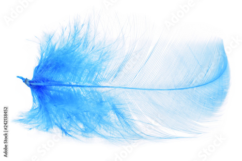 Blaue Vogelfeder isoliert auf weiß © igradesign