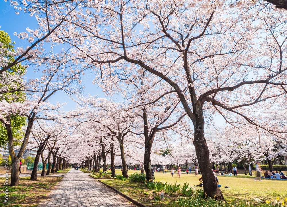 満開の桜並木