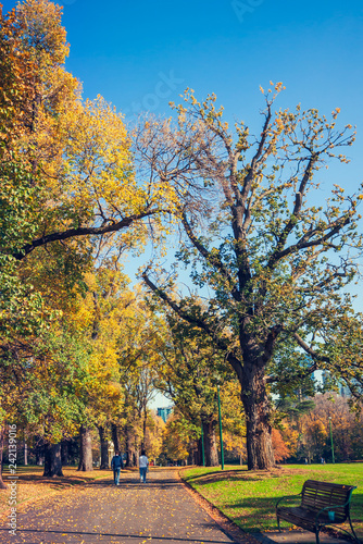 Two person walk on the way with street big trees in the park at autumn
