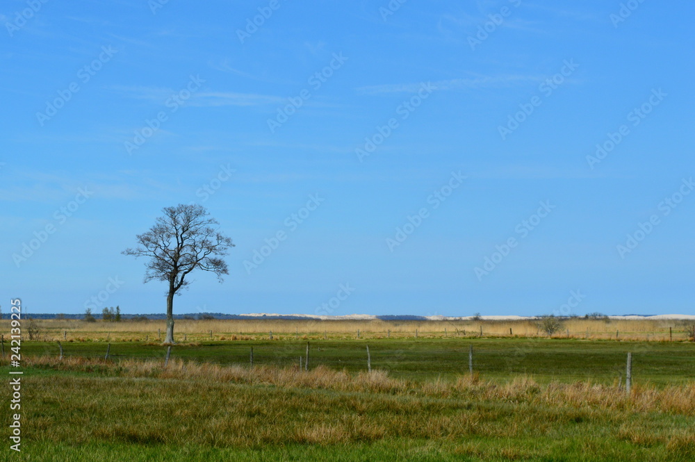 Tree in the field - panorama in Poland
