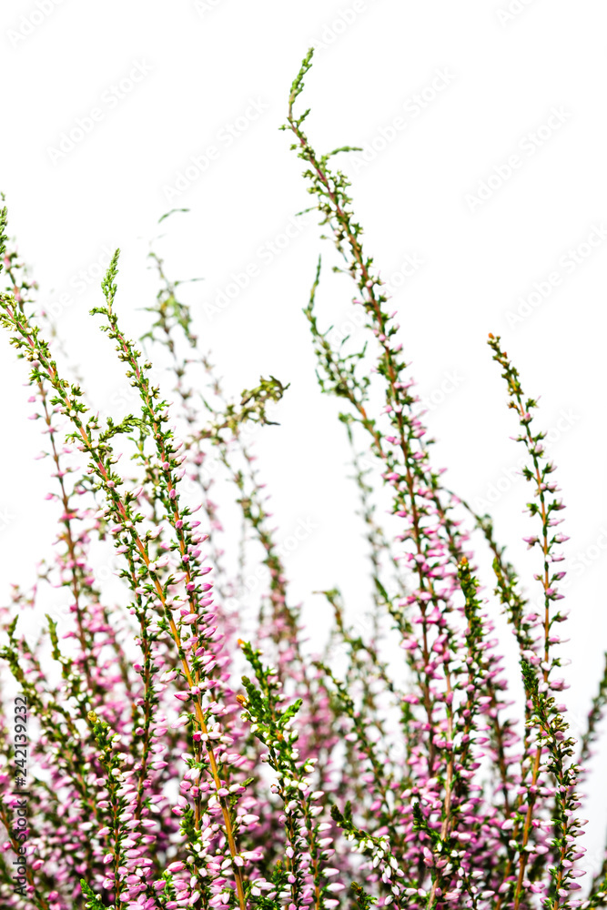 Fototapeta premium Common Heather. Purple heather flowers on bright background.