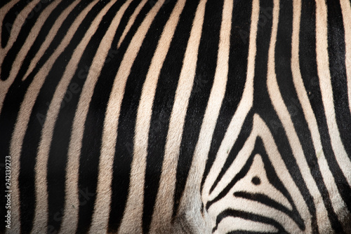 taxurure of Zebra pattern
