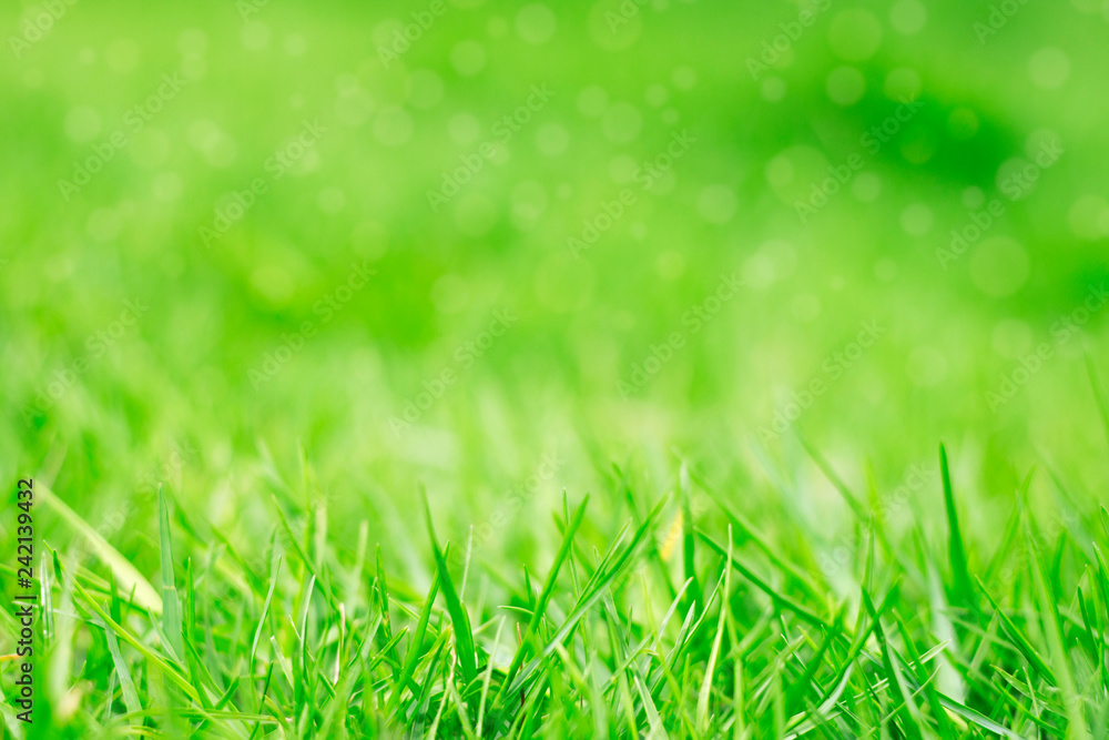 The natural green background of the grass with bokeh