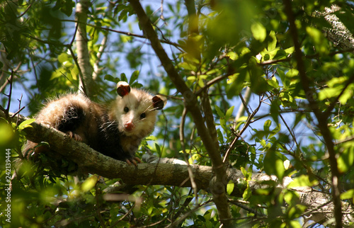 Possum in tree