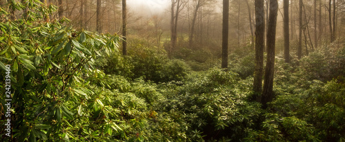 Thick Rhododendron Forest at Foggy Sunrise, North Carolina