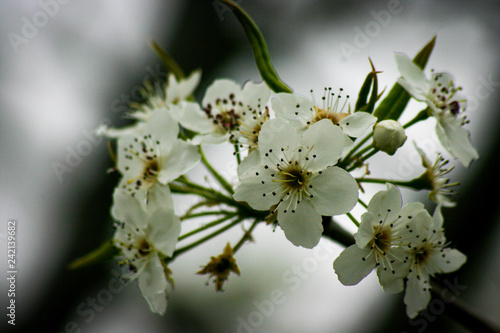 Macro Dogwood Flowers in Fog