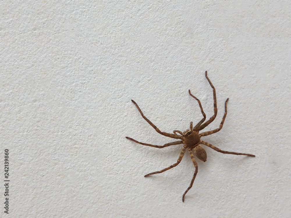 spider isolated on cement floor background