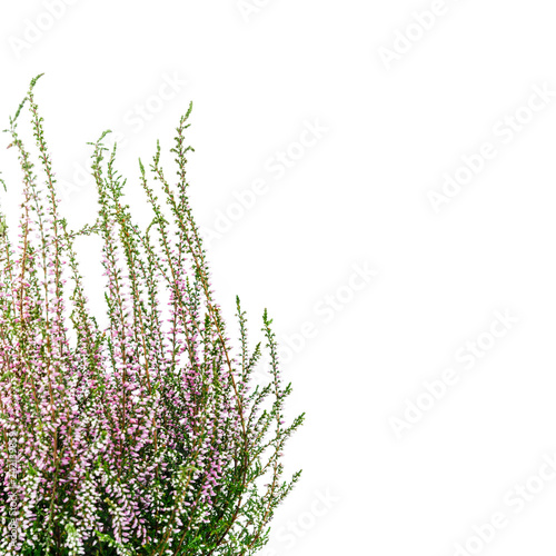 Common Heather. Purple heather flowers on bright background. © Marijus