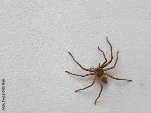 Obraz na płótnie spider isolated on cement floor background w salonie
