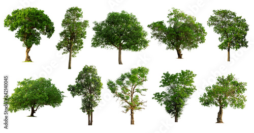 Tree collection isolated on white background. © NAKHARIN