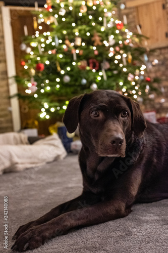 Chocolate Labrador sat in front of christmas tree