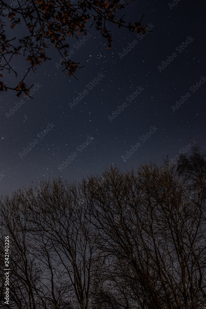 Naklejka premium Stars above tall winter trees