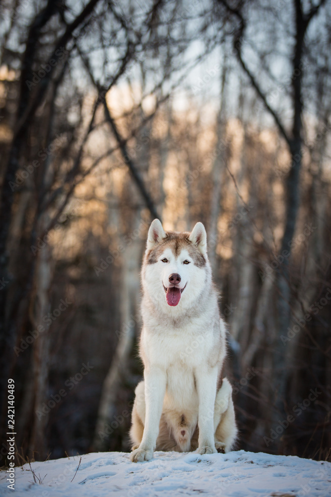 Obraz premium Gorgeous and free Siberian husky dog sitting on the hill on the snow in the winter forest at sunset