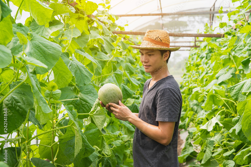 Melons in the garden, Yong man holding melon in greenhouse melon farm. Young sprout of Japanese melons  growing in greenhouse.