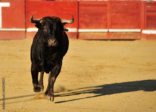 toro en españa