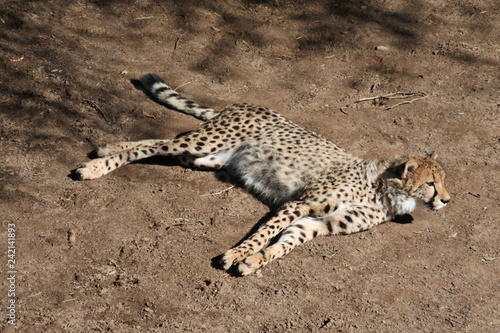 Canvas Print Ein Gepard entspannt in der Sonne in der kleinen Karoo in Südafrika
