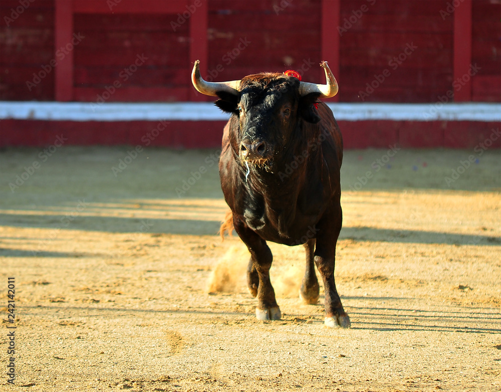 toro en españa toro en españa