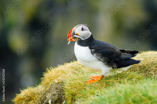 Puffin holding fish in his mouth photo