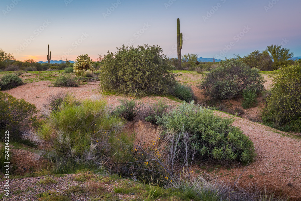 Desert landscape show a long and wide shot of a wilderness area near the McDowell Mountains in Scottsdale, Arizona. Low lying cactus bushes, orange desert dirt, tall saguaro and colorful sky show Ariz Desert landscape show a long and wide shot of a wilderness area near the McDowell Mountains in Scottsdale, Arizona. Low lying cactus bushes, orange desert dirt, tall saguaro and colorful sky show Ariz