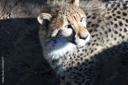 Canvas Print Sonne, Schatten und ein Gepard in der Sonne in der kleinen Karoo in Südafrika