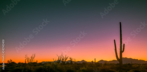 Arizona deserts are home to many different types of cacti. Silhouettes that show the different shapes of these Southwest USA beauties are pictured against setting sun backdrop in these nature photos  photo