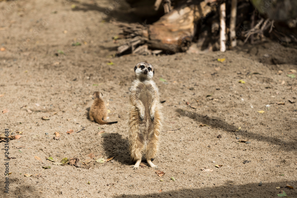 Fototapeta premium meerkats for a walk