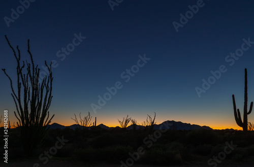 Arizona deserts are home to many different types of cacti. Silhouettes that show the different shapes of these Southwest USA beauties are pictured against setting sun backdrop in these nature photos 