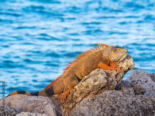 Iguana Lizard Basking in Sunlight on Rocks