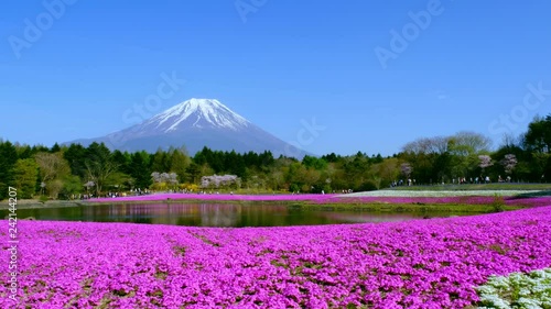 Fuji Mountain and pink moss colorful flower field at Shibazakura festival, Yamanashi in Japan photo