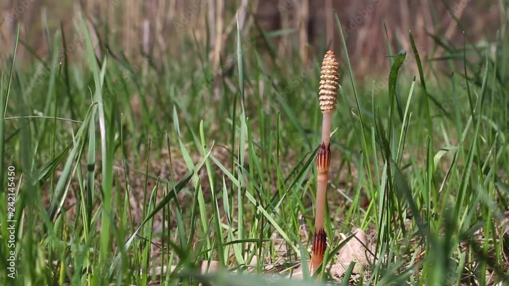 lone Equisetum arvense(field horsetail) on the meadow, side view lone Equisetum arvense(field horsetail) on the meadow, side view