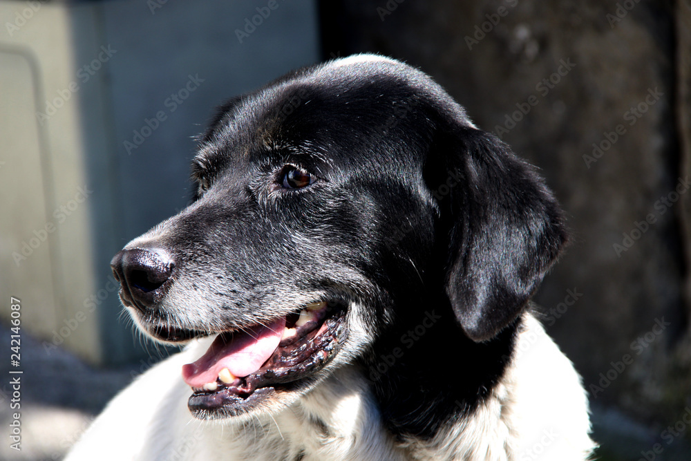 dog, drooling, animal, caring, human friendly dog, drooling, animal, caring, human friendly