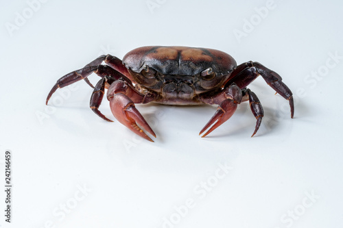 Crab (Field crab) Isolated on white background © Amnatdpp