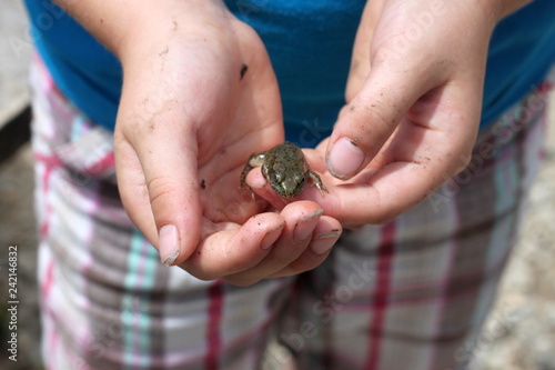 Close up of frog in a girl's hands.